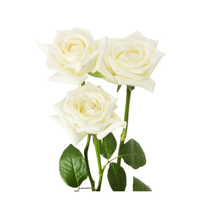 Risultati immagini per rose bianche