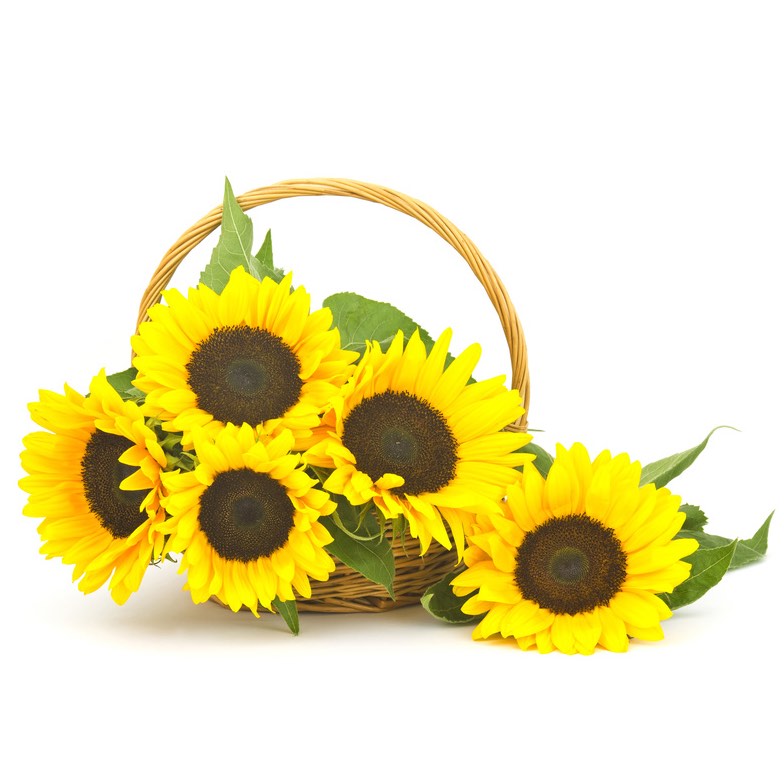 basket of sunflowers
