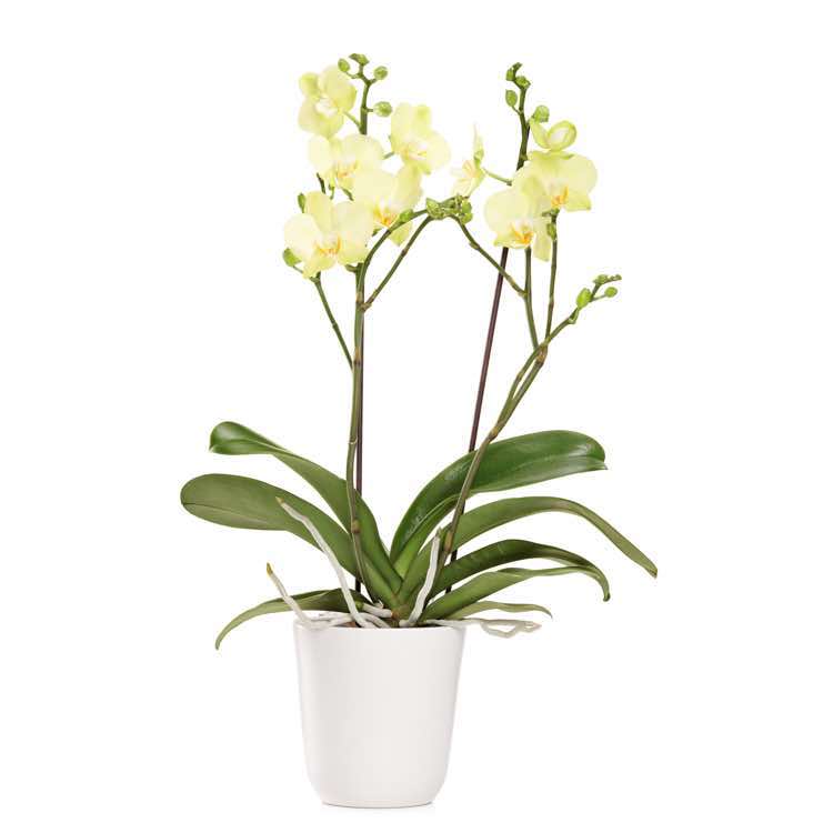 orchidea phalaenopsis gialla