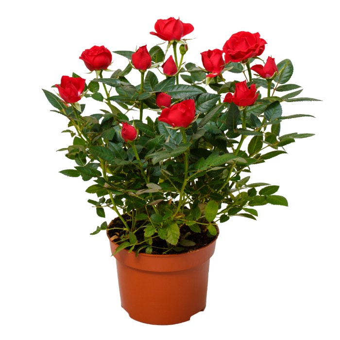 red rose plant