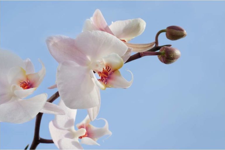 How to take care of a Phalaenopsis Orchid? 5 useful tips