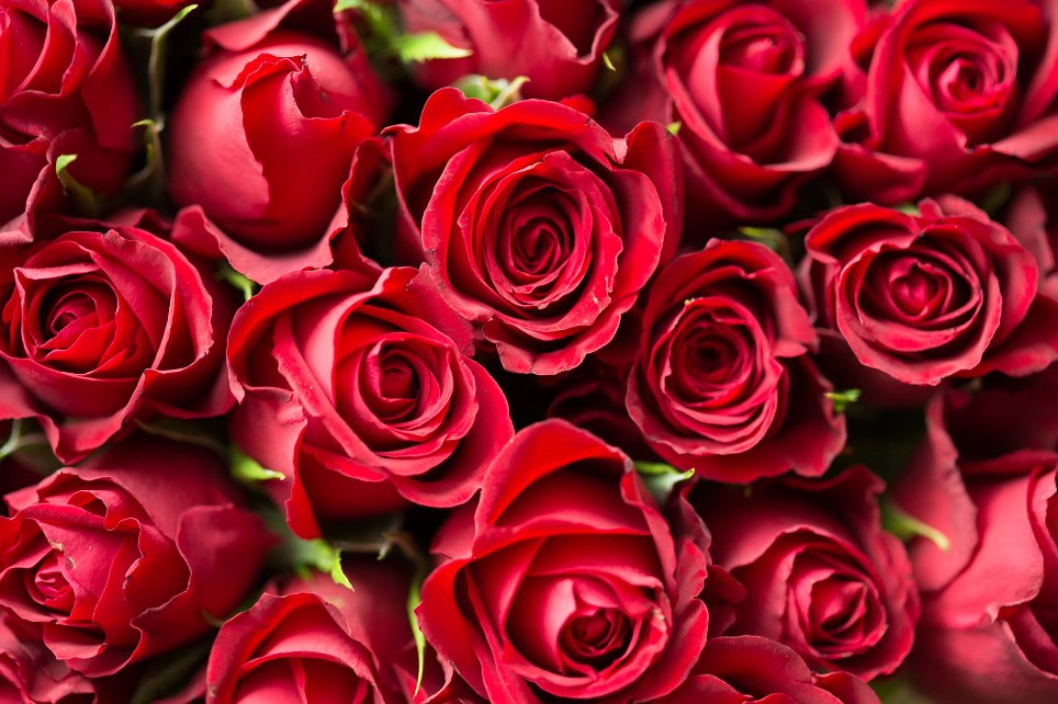 Red Roses - Quantity from 10 on
