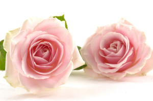 Pair of pink rose with petals