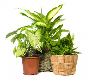 plants-green