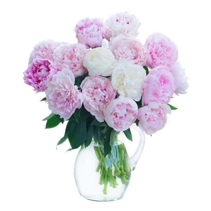 white and pink peonies