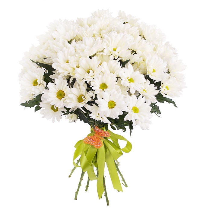crisantemi bianchi