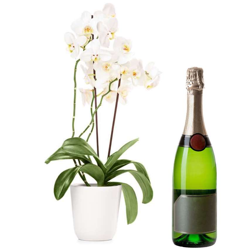 orchidea phalaenopsys con champagne