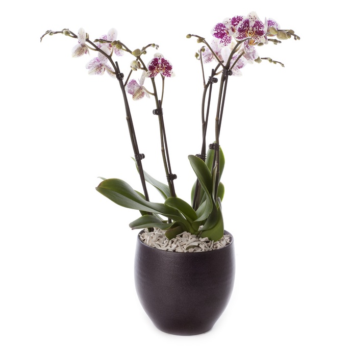 composizione di orchidee Phalaenopsys viola 