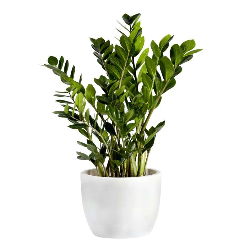 pianta verde zamioculcas