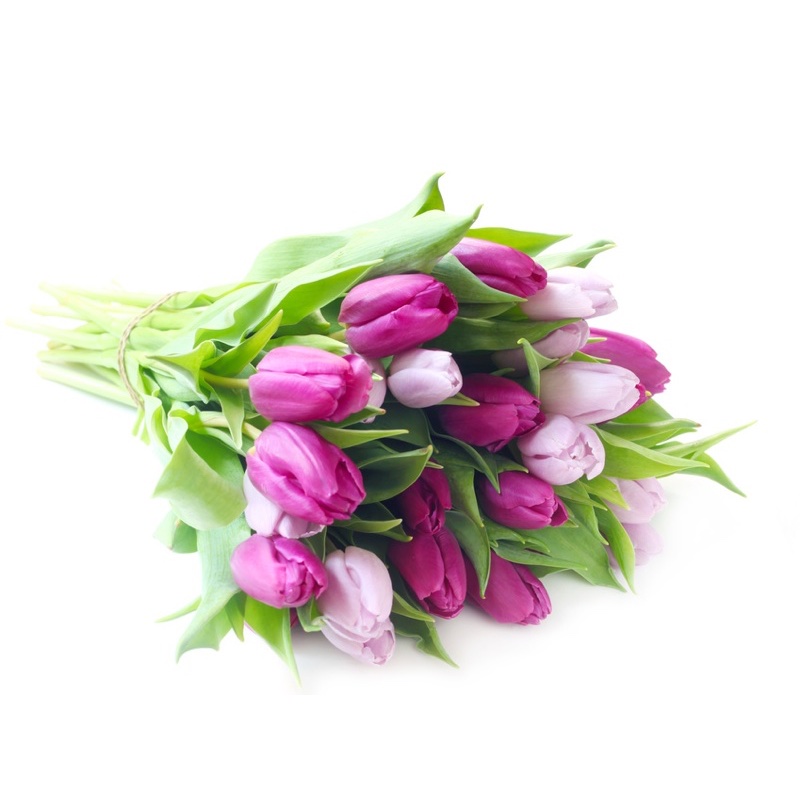 purple and pink tulips