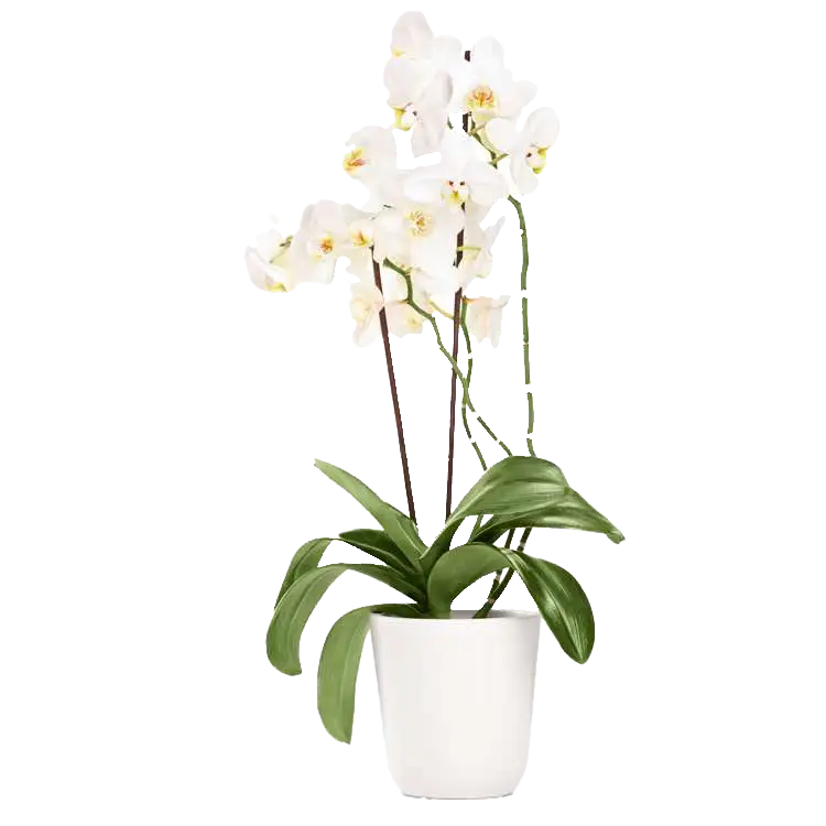 orquidea phalaenopsis blanca